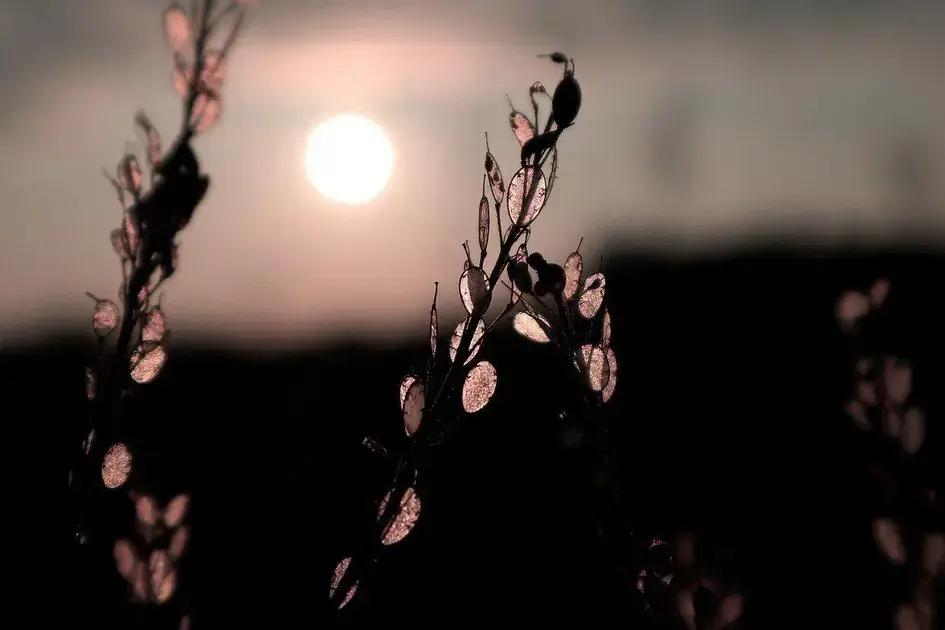 Como destacar depoimentos em landing pages