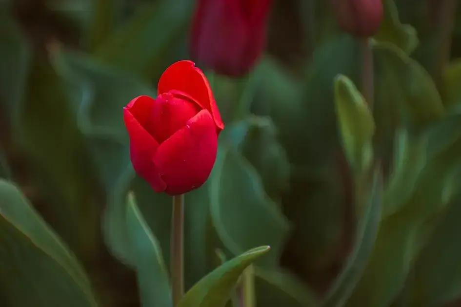 Como planejar campanhas sazonais para redes sociais